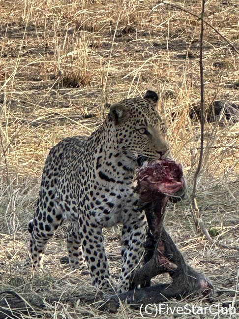 イボイノシシの肉を咥えて木に登る寸前のヒョウ