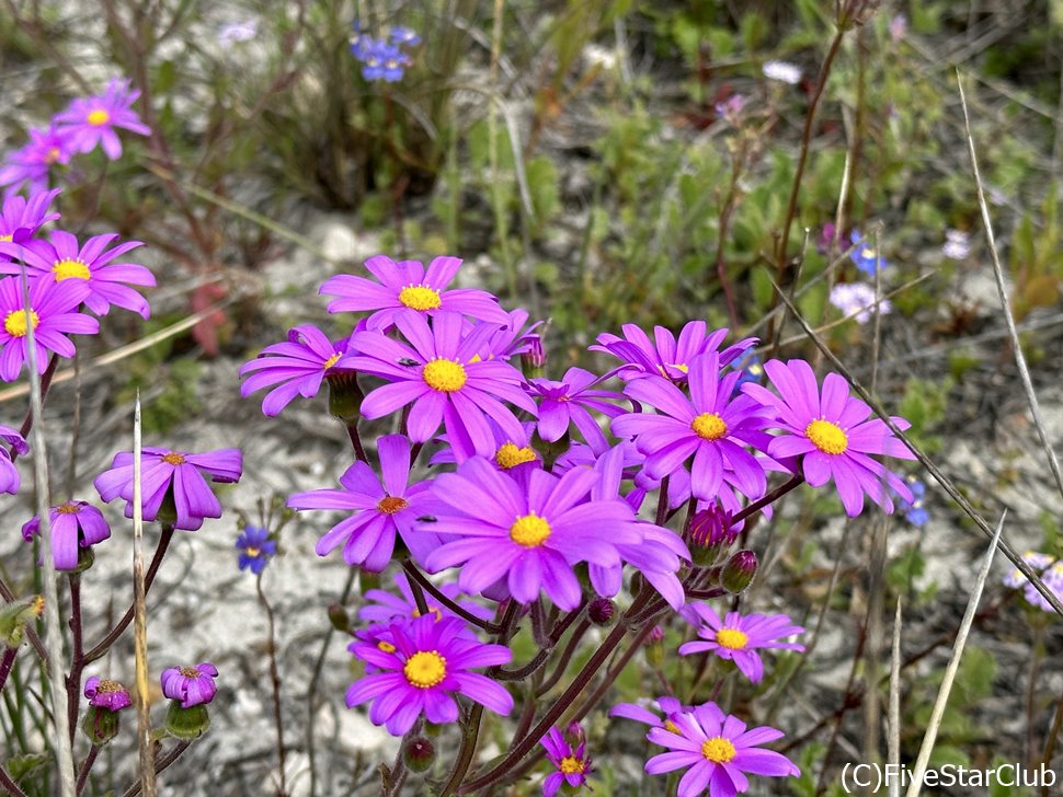 セルジオ・エレガンスの優雅な紫の花畑も