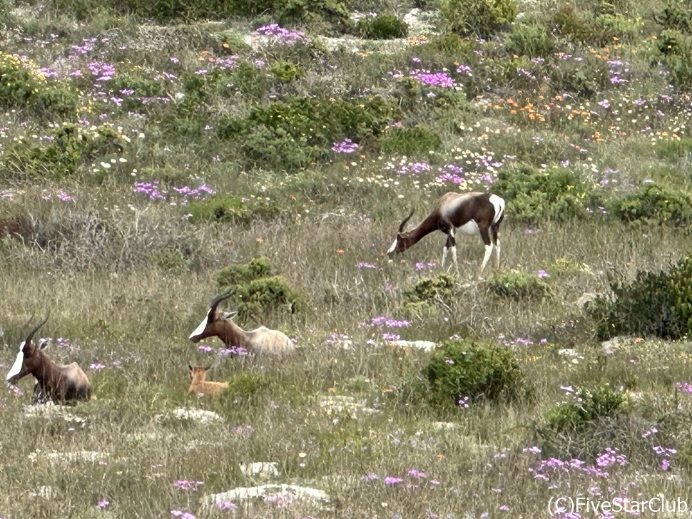 ボーンテボックというアンテロープがお花畑にいた