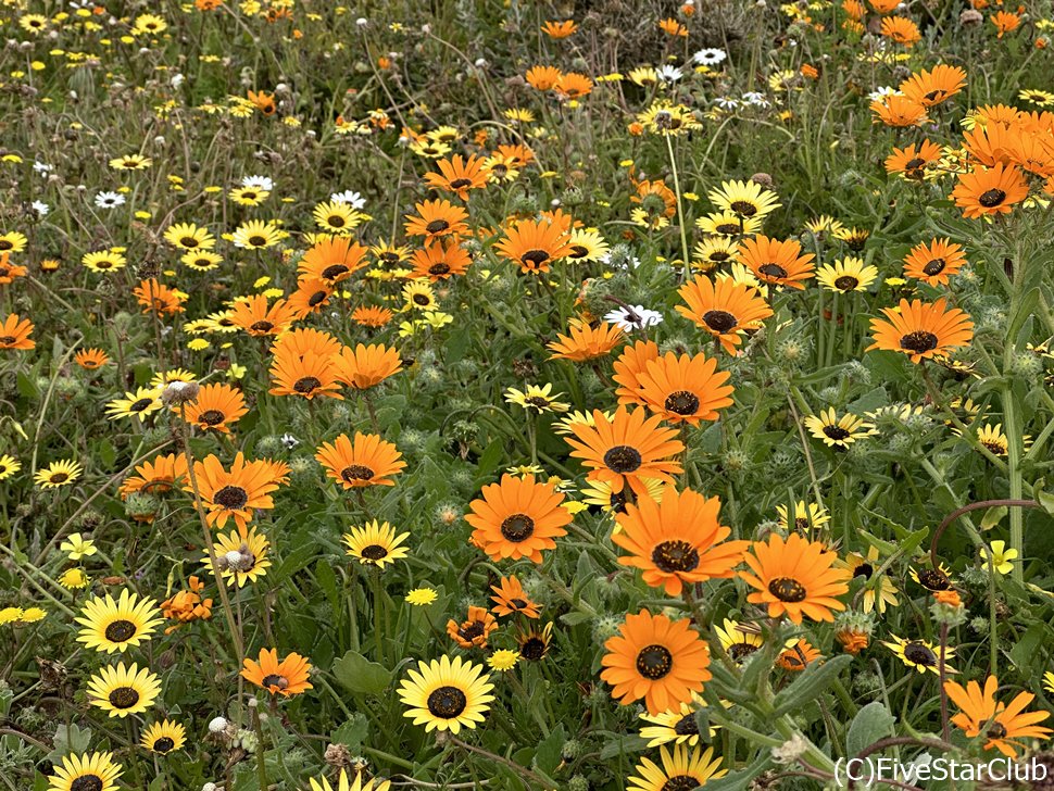 いろんな色の花々が混ざって咲いているのも魅力的