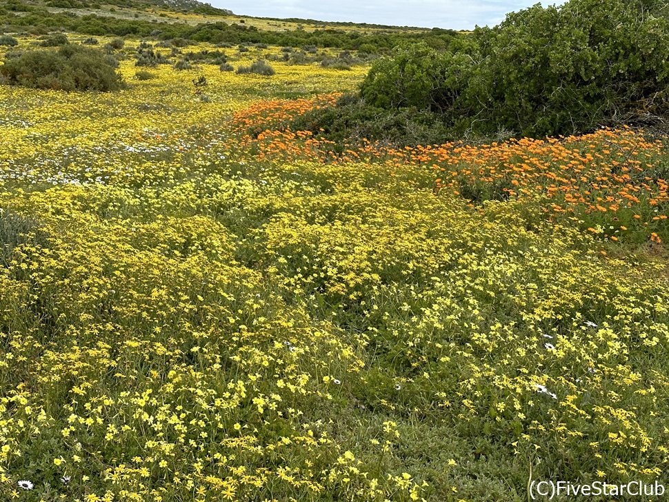 まさにお花のじゅうたんのよう！果てしなく続くワイルドフラワー