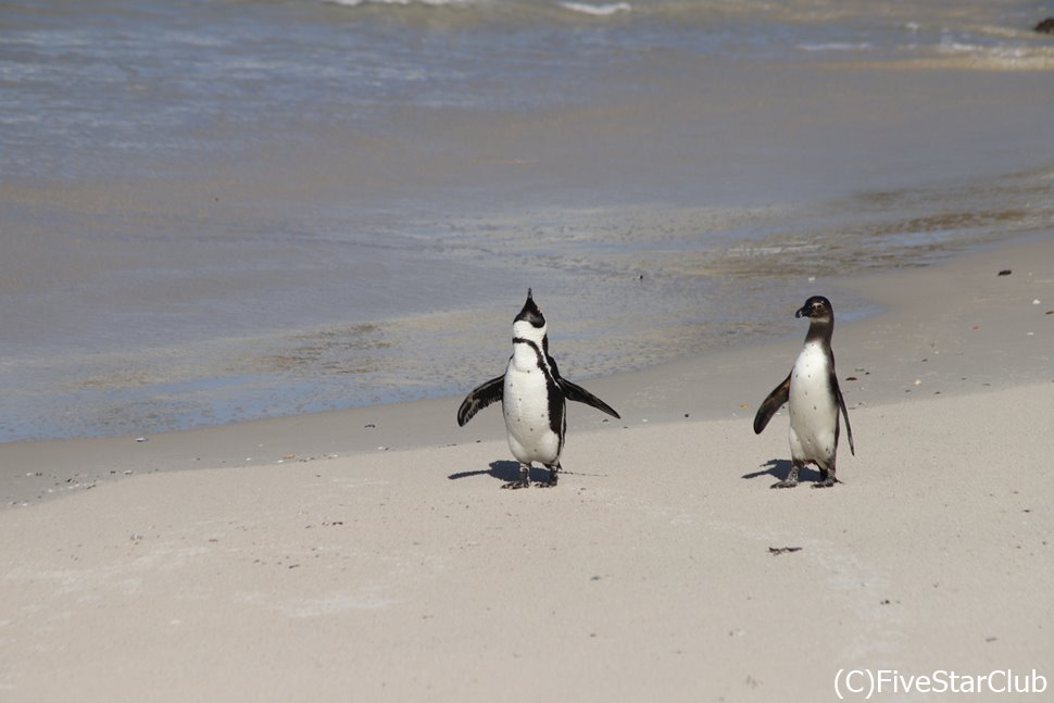 群れから少し外れた場所でひょこひょこ歩くペンギンのつがい