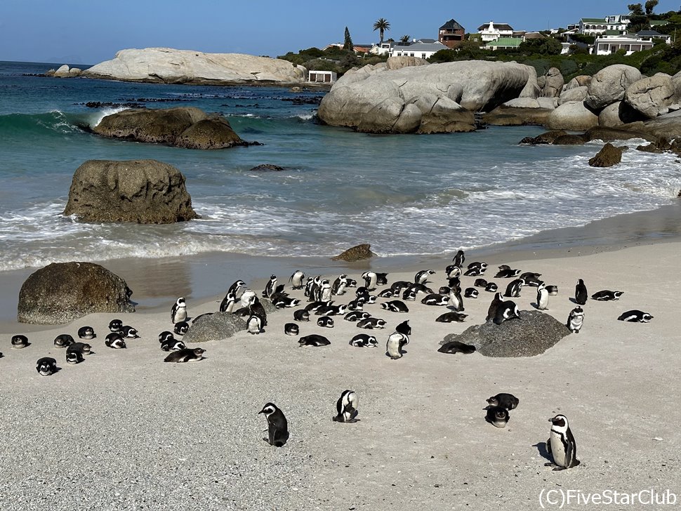 ボルダーズビーチのペンギンたちはのんびり楽しそう