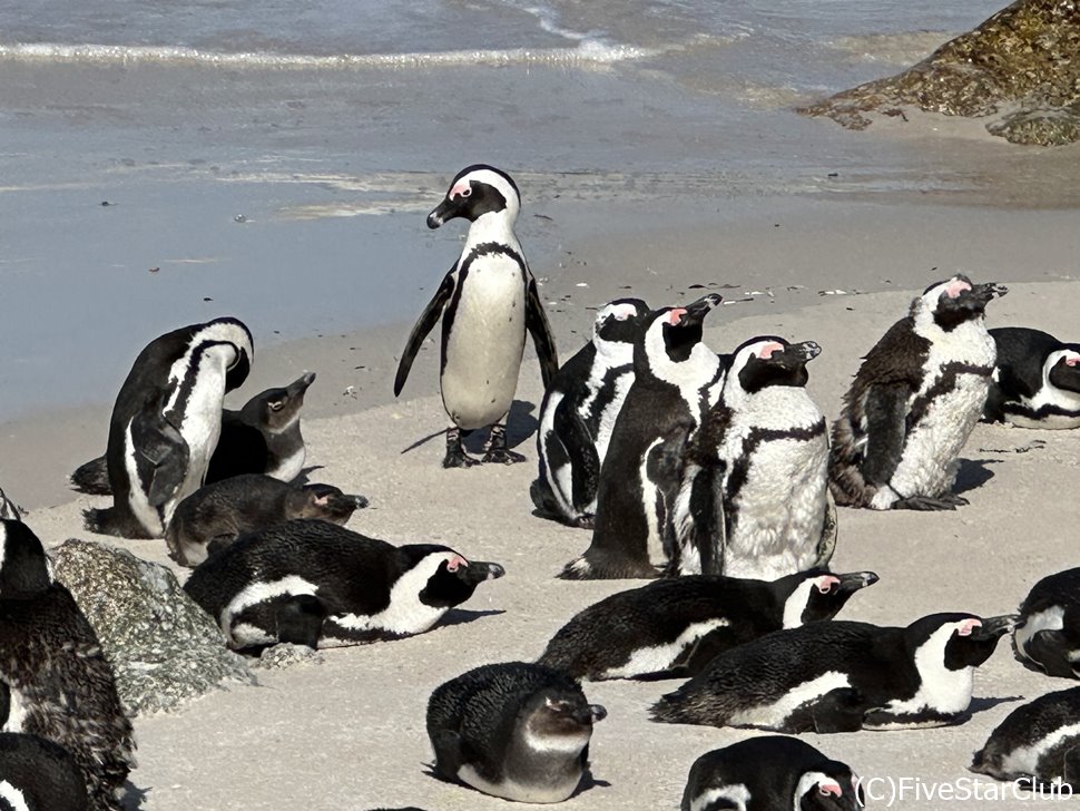 アフリカンペンギンは人を恐れず、かなり近づいても逃げることはない。でもビーチに入ることは不可