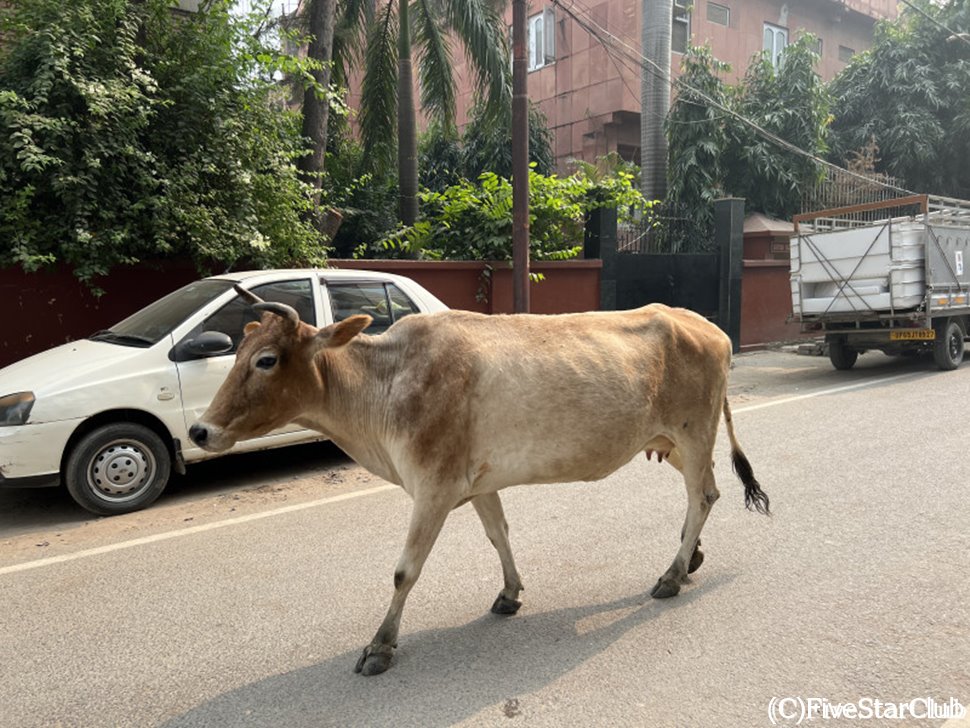 ホテル前の道を歩く牛。いかにもベナレスらしい景色。