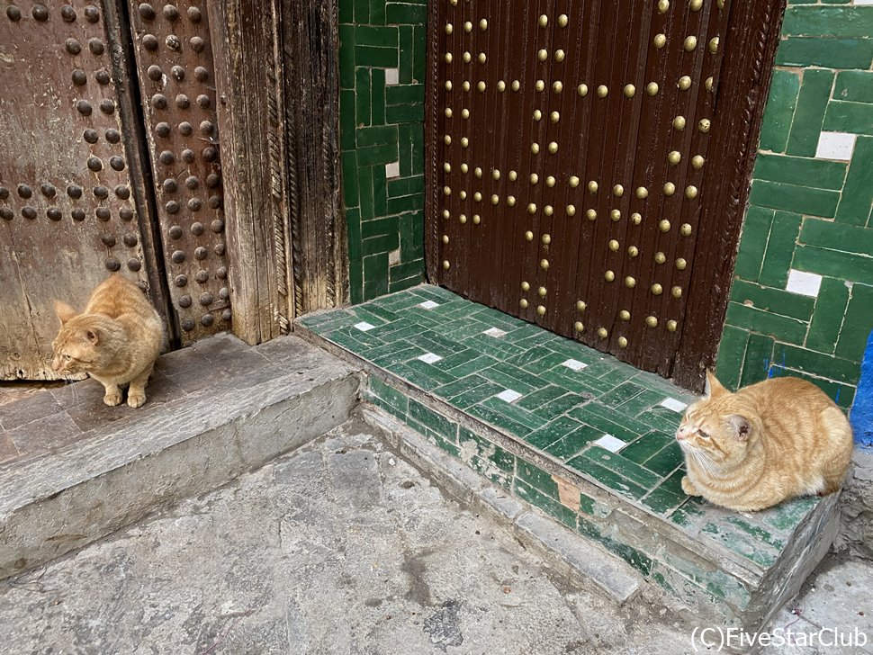 路地には猫ももんびり