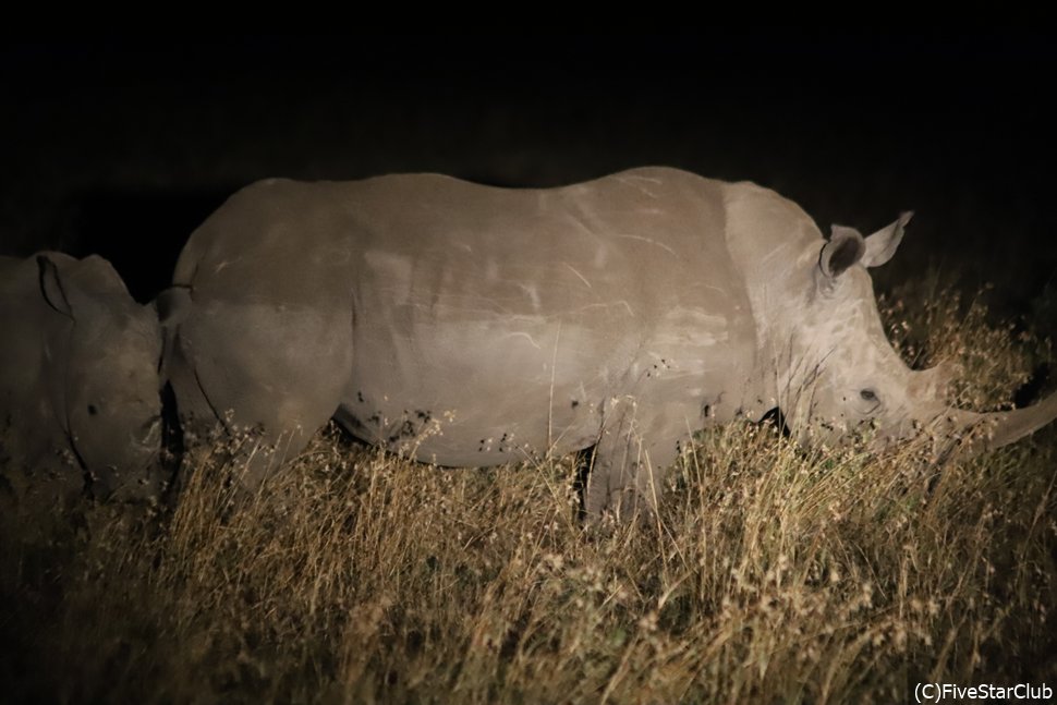 ナイトサファリへ出発!<オルペジェタ動物保護区>