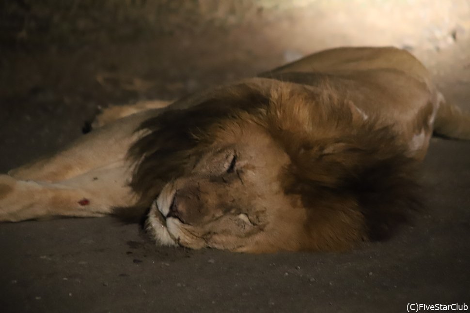 ナイトサファリへ出発!<オルペジェタ動物保護区>
