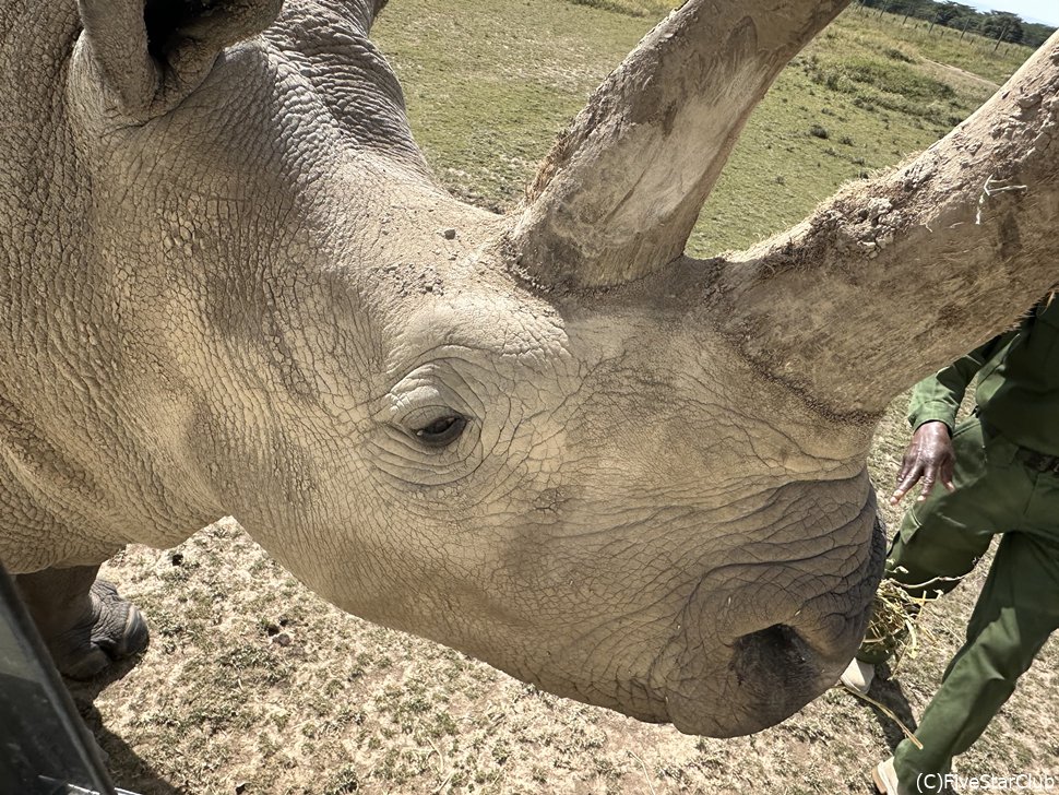 NORTHERN WHITE RHINOSと触れ合う<オルペジェタ動物保護区>