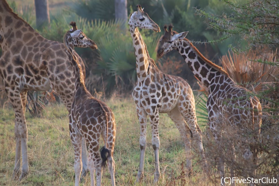 絶滅の危機に瀕したロスチャイルドキリンの子供たち