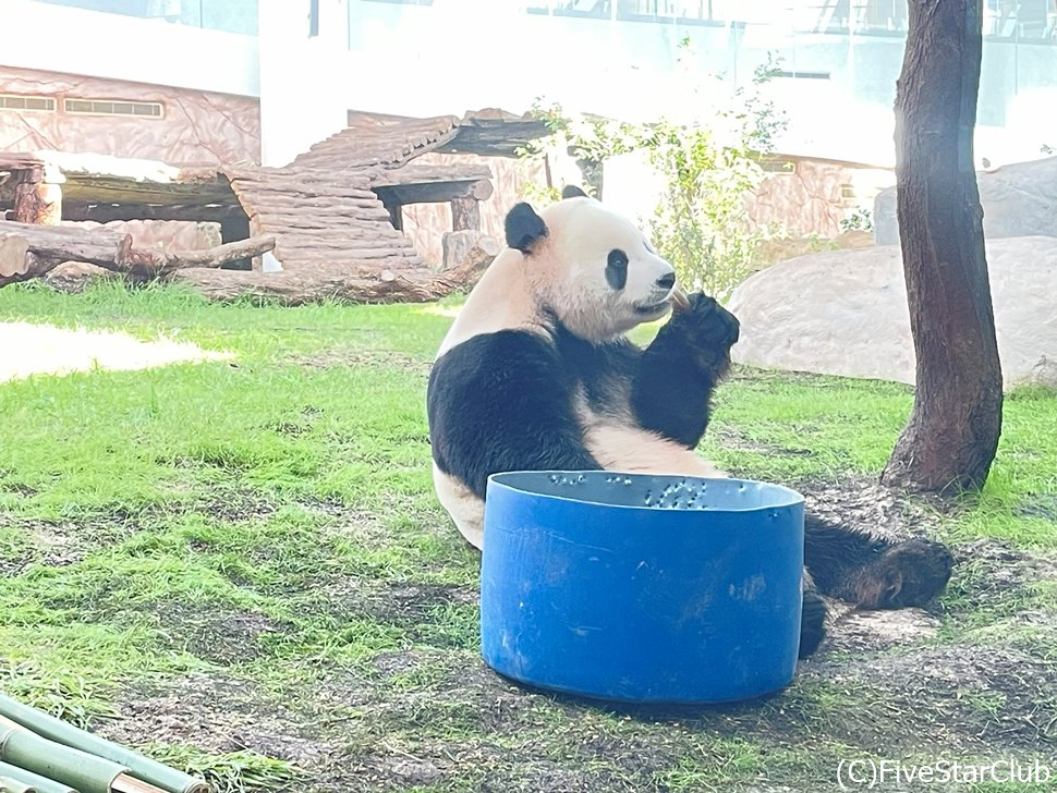 可愛らしいパンダに会える パンダ・ハウス・パーク