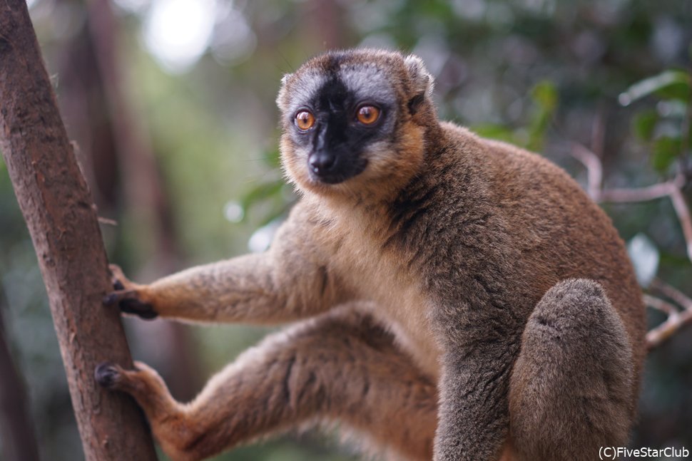 チャイロキツネザル