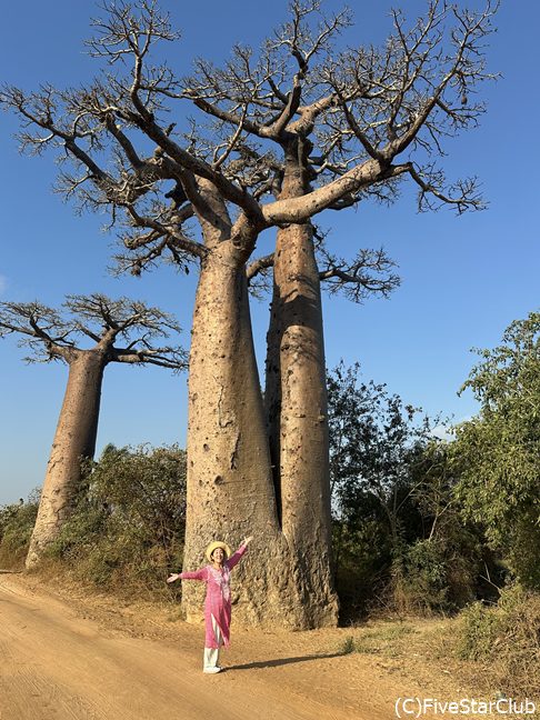 バオバブ＜モロンダバ＞