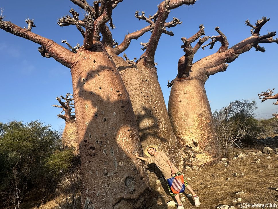 バオバブフォレスト<アンダバドアカ>