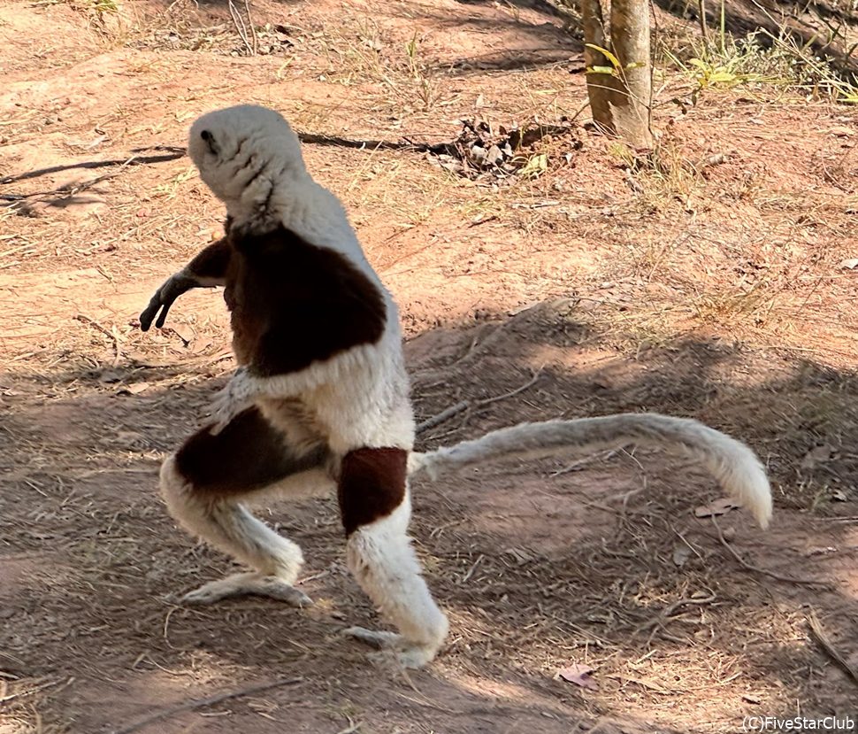 コッケーレルシファカの横っ飛び