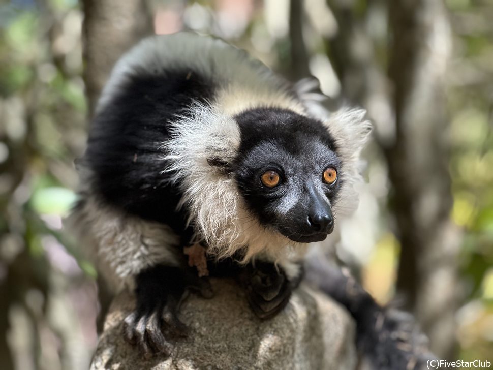 クロシロエリマキキツネザル