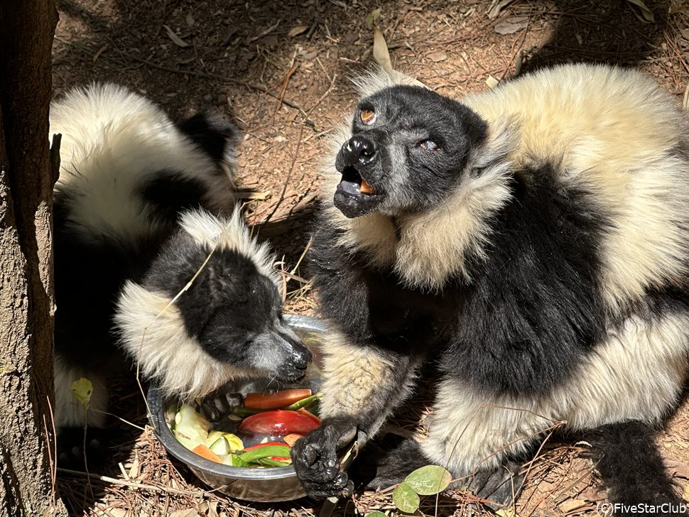 クロシロエリマキキツネザルの食事風景