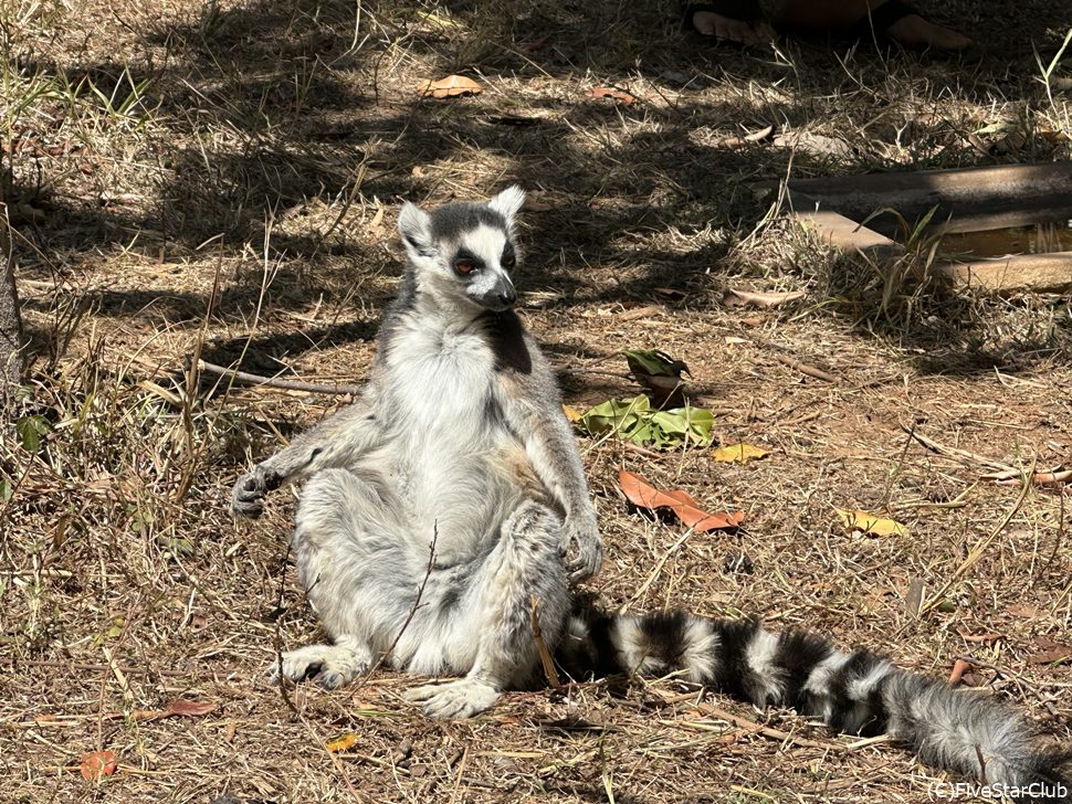 ワオキツネザルの日向ぼっこ