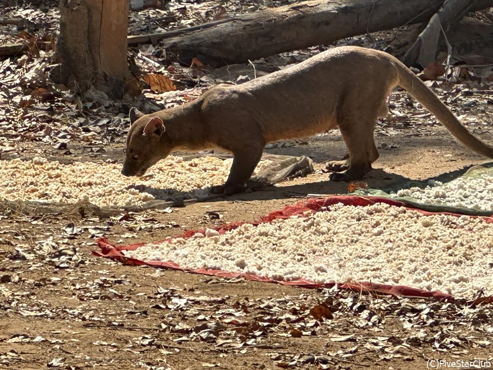 キリンディの入口で見かけた珍獣フサfoussa