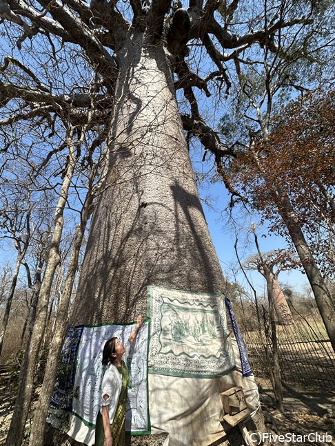 聖なるバオバブ（キリンディ森林保護区）