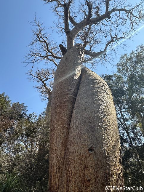 愛し合うバオバブ キリンディ保護区観光の帰りに立ち寄りたい