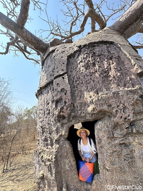 ハウスオブバオバブ＜アンドンビリー＞