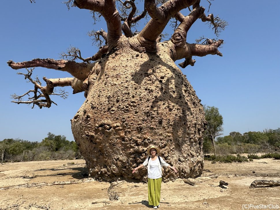 妊婦のバオバブ<アンドンビリー>