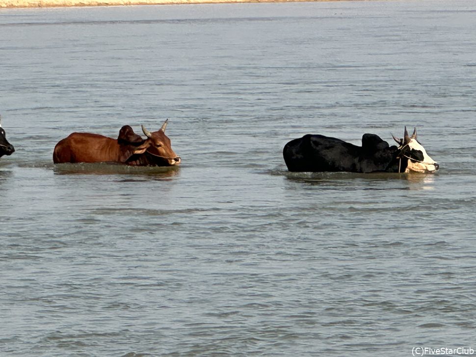 牛の川渡り＜マンジャ＞
