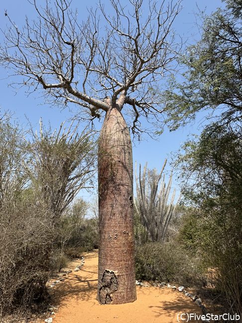レニアラ保護区＜チュレアール＞