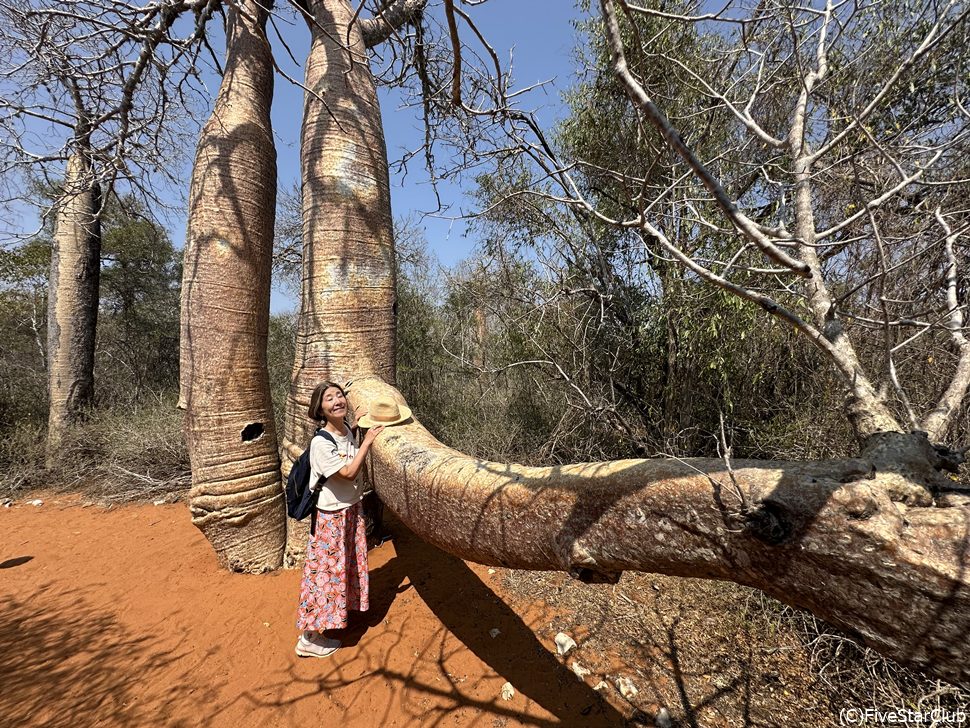 レニアラ保護区のユニークなバオバブ
