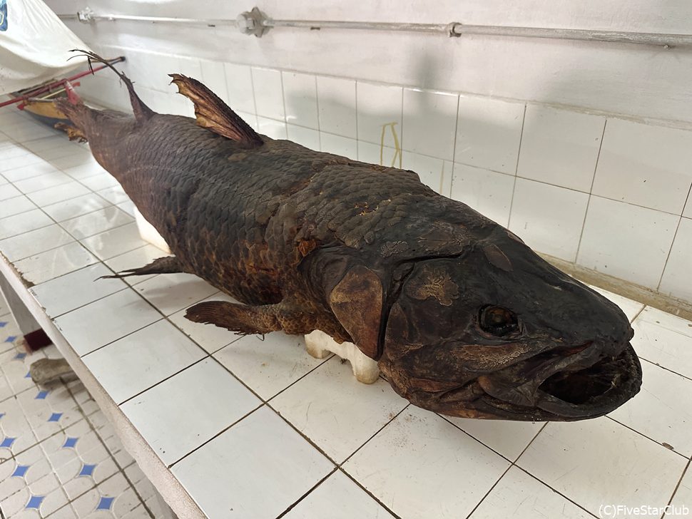 海洋博物館のシーラカンスのはく製<チュレアール>