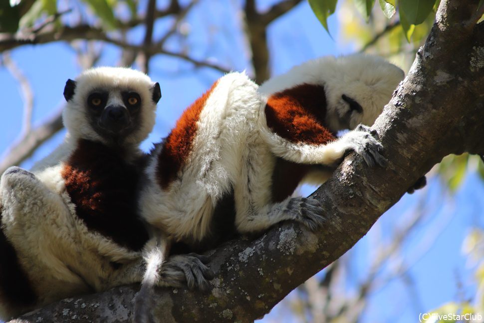 カンムリシファカは顔は黒く胸は茶色