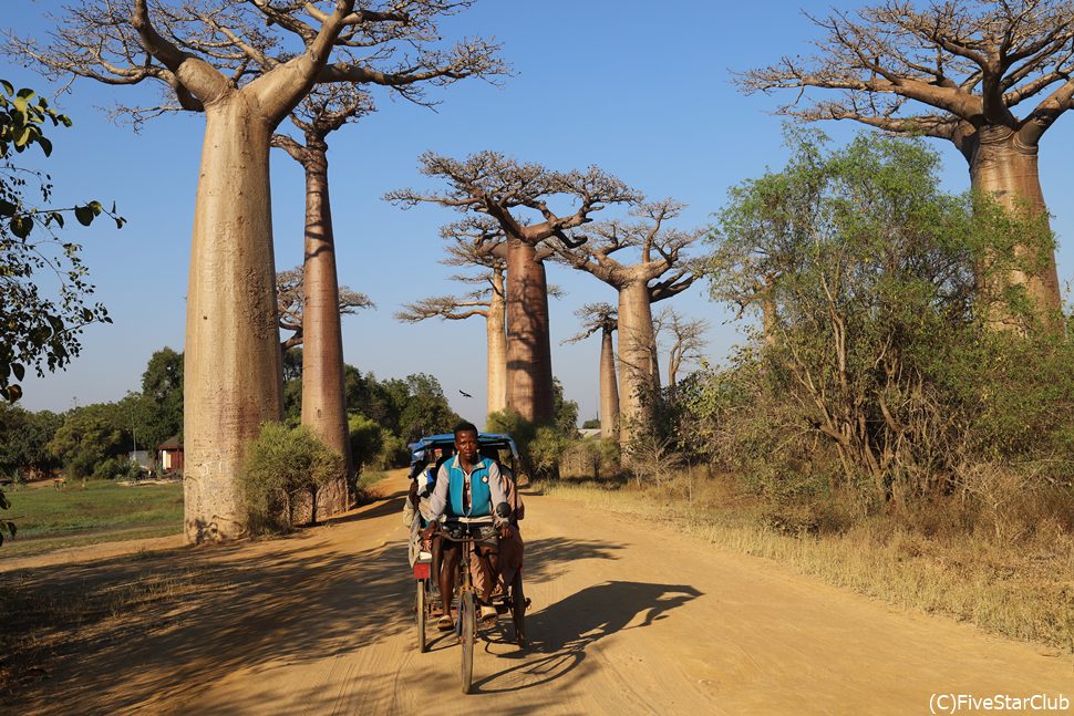 『星の王子様』で知られる不思議な姿の木、バオバブの並木道<モロンダバ><モロンダバ>