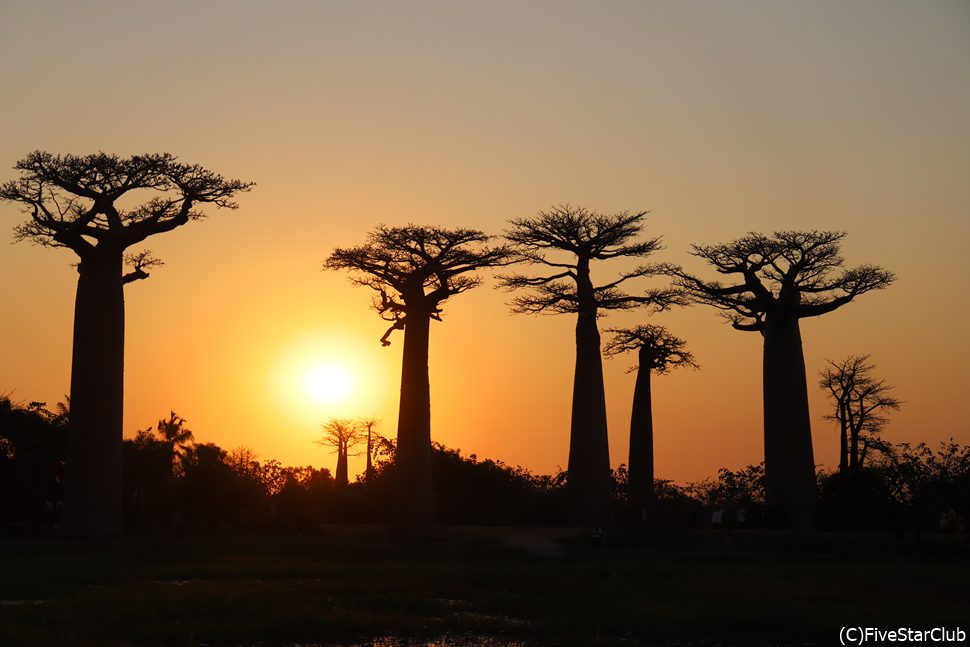 バオバブ並木道の夕陽<モロンダバ>