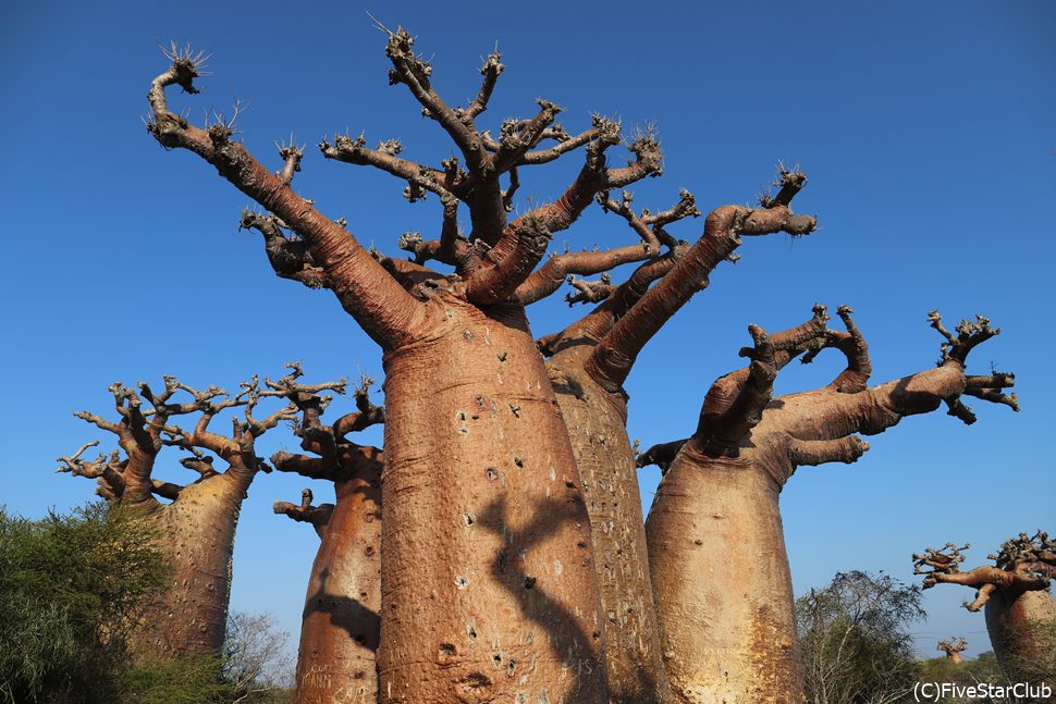 樹齢1000年近いものもある圧巻のバオバブがズラリ