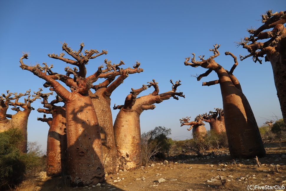 バオバブがおしゃべりしているみたい・・・<アンダバドアカのバオバブフォレストにて><アンダバドアカ>