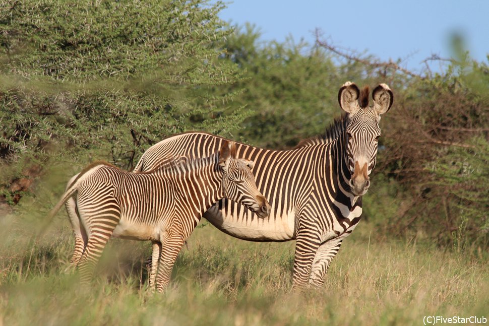 グレービーシマウマ<ロイサバ動物保護区>