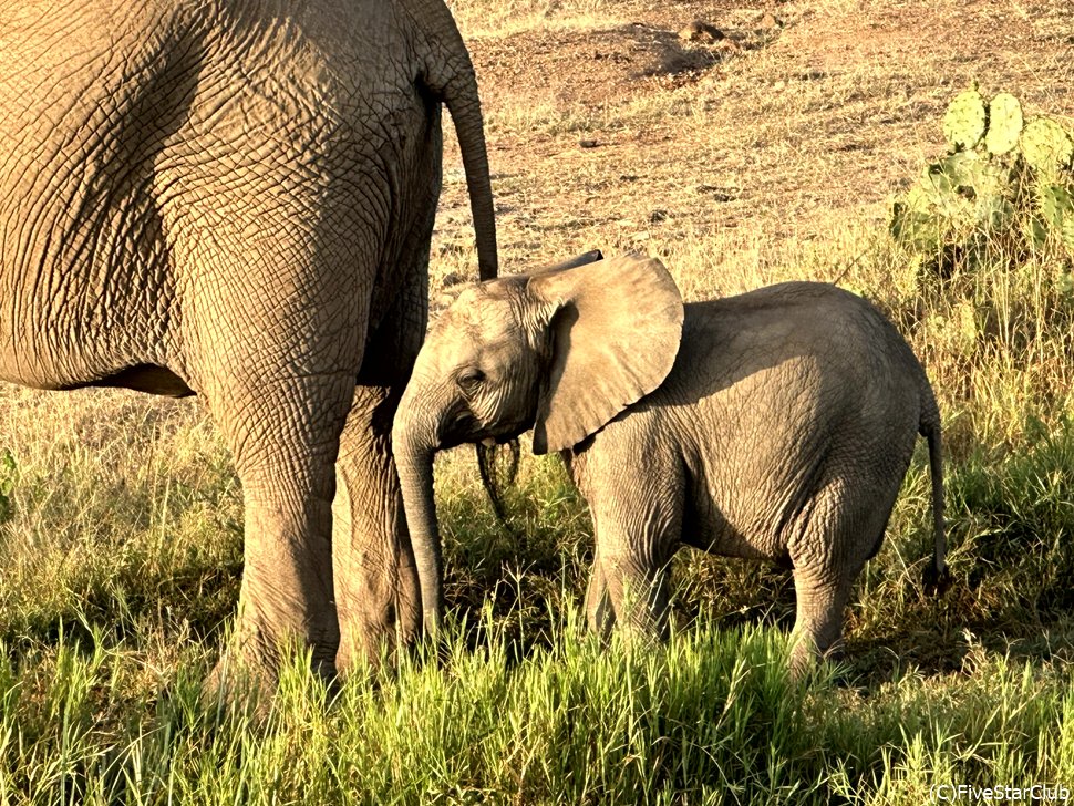 サファリ<ロイサバ動物保護区>