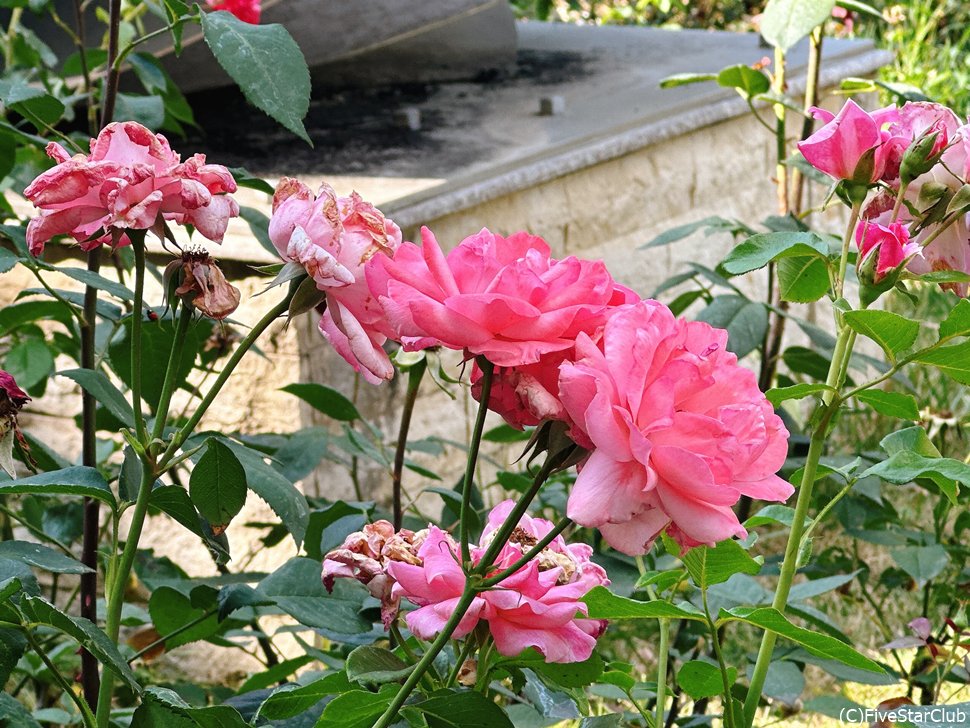 バラの花