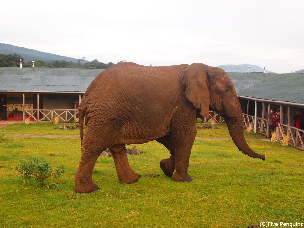 象がホテルの中庭に現れました（ンゴロンゴロ動物保護区）