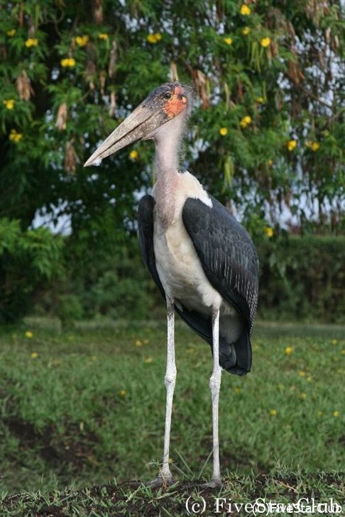 アフリカハゲコウ＜クィーンエリザベス国立公園＞