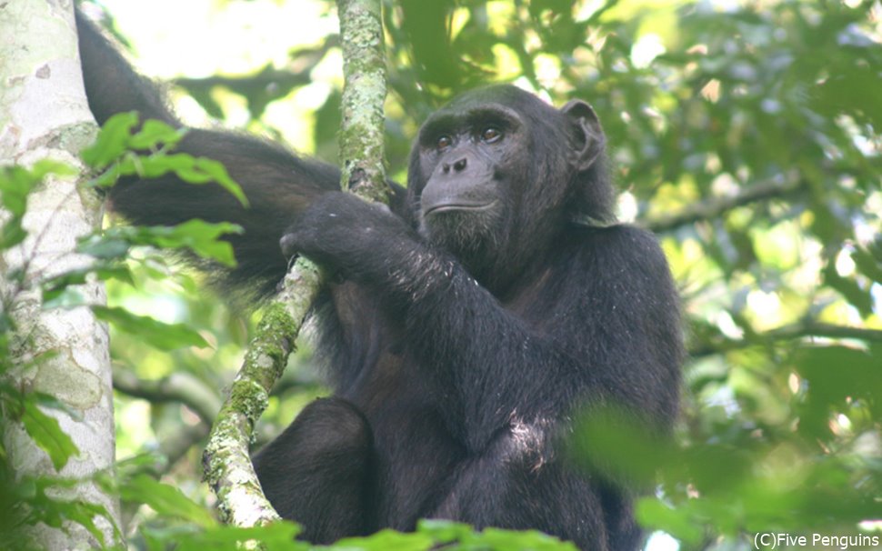 トレッキング中、木の上で凛々しい顔のチンパンジー を見っけ！＜キバレ国立公園＞