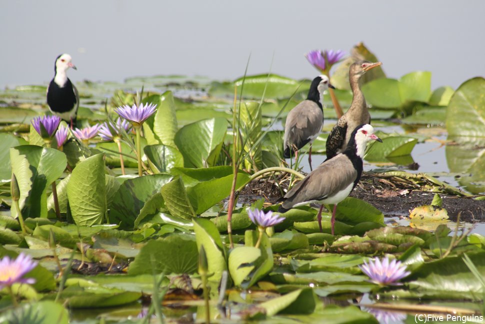 マバンバ湿地は鳥の楽園。着いたら“とり”あえず撮影…なんちゃって＜マバンバ湿地＞