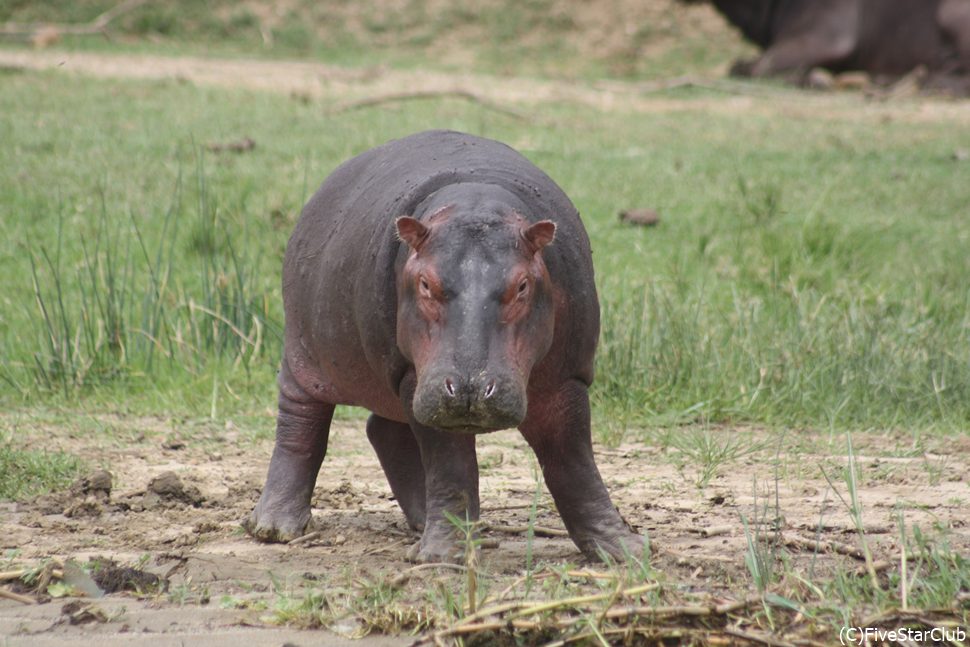 こちらは目つきの悪い？カバです＜クィーンエリザベス国立公園＞