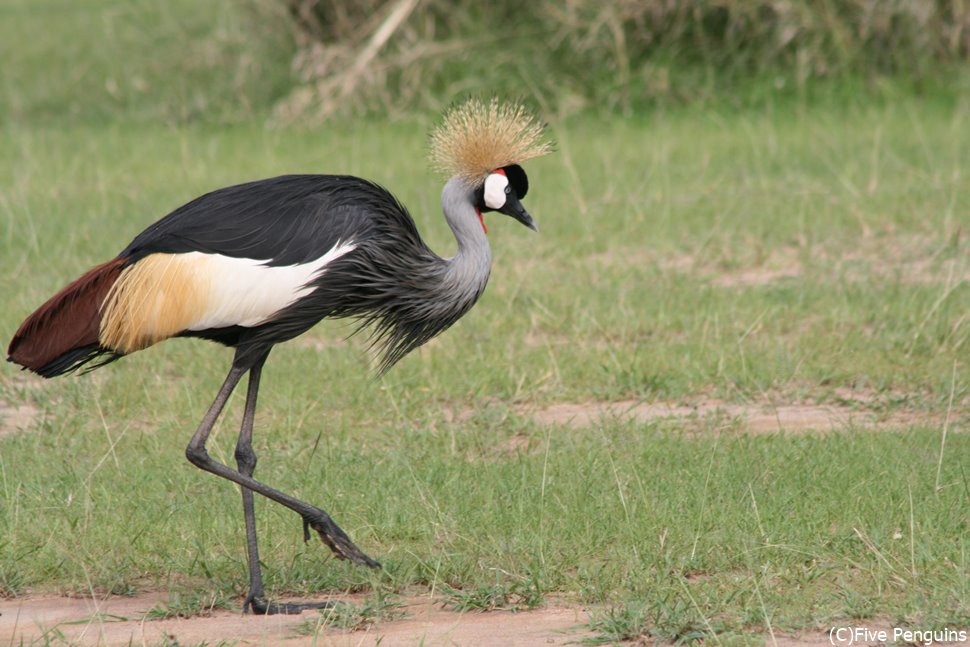 カンムリヅルは名にふさわしい凛々しい姿の鳥です