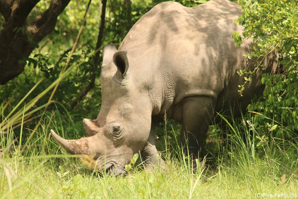 大興奮！ビック５のシロサイがこんなに近くに ＜ジワ・サイの保護区＞