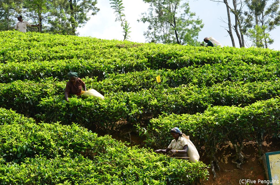 ヌワラエリアの紅茶畑。ここで最高品質のセイロンティーが産まれるのです。