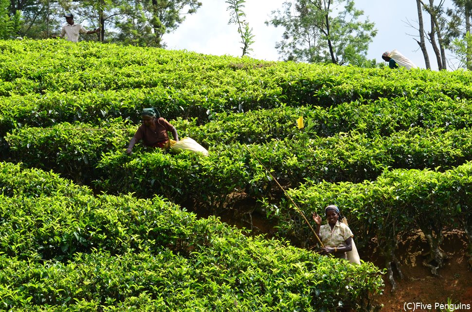 紅茶畑で茶摘みをする人々