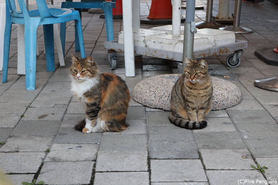 やっぱり猫はどこの国でも可愛い～！