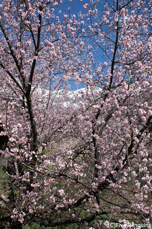 桜も咲くタサンビレッジ